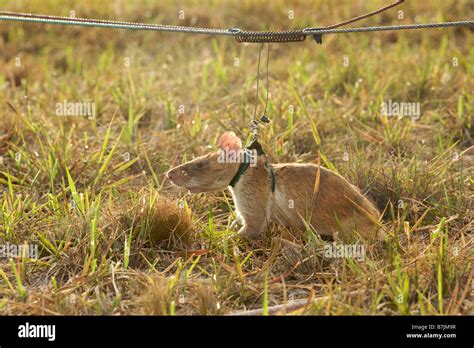 African giant pouched rat hi-res stock photography and images - Alamy