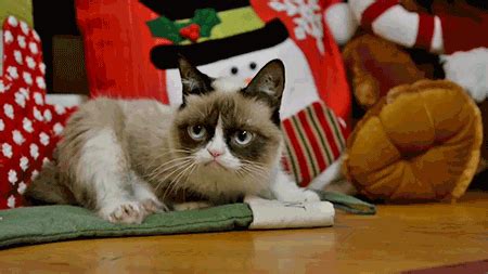 christmas cat funny cat gif | WiffleGif