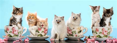 Kittens In Cups Photograph by Sylvia Born - Fine Art America