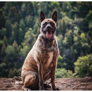 Belgian Malinois Cane Corso Mix Guide! Is This Dog Right For You? (2024)