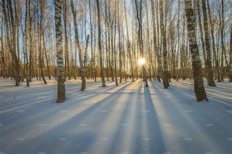 Birch trees on sunset in winter. | Nature Stock Photos ~ Creative Market