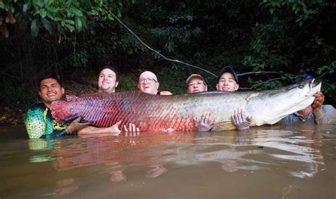 Arapaima - Amazon Game Fishing Guide | Amazon-Angler