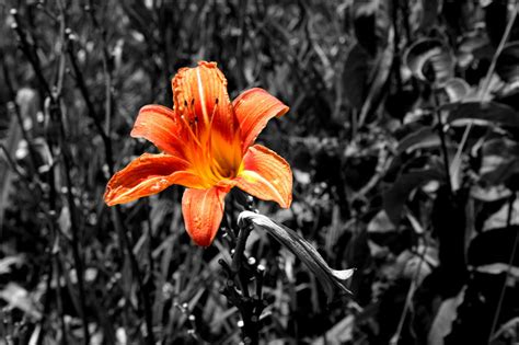 Orange Tiger Lily image - Free stock photo - Public Domain photo - CC0 Images