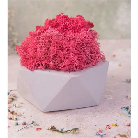 Moss Garden Geometrik Moss Saksı - Pembe Fiyatı