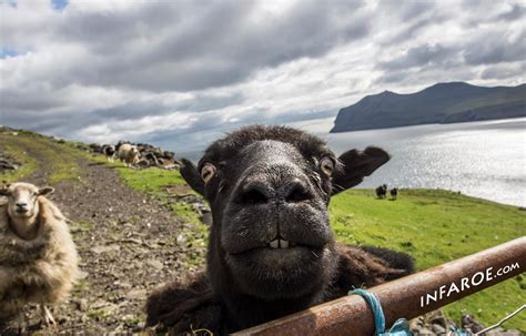 Only in the Faroe Islands | inFaroe.com