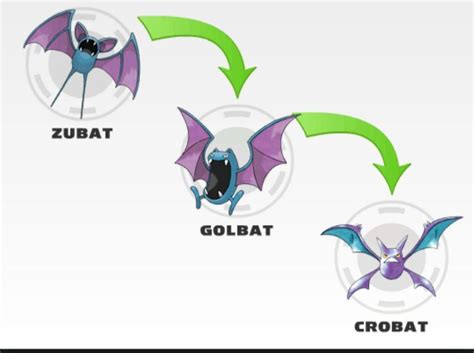 Zubat Evolution | Pokémon Amino