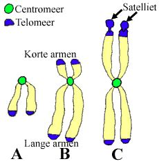 Telocentric Chromosome