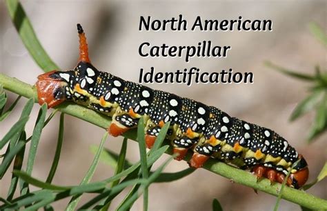 North American Caterpillar Identification | North american, Caterpillar, North