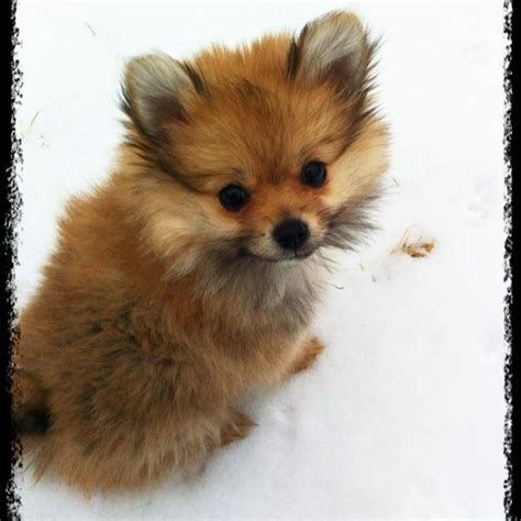 pomeranian yorkie mix puppies for sale - Willetta Mcmillan