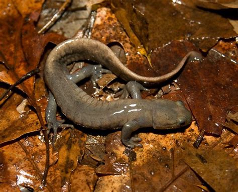 Mole Salamander Migration | Lake Metroparks