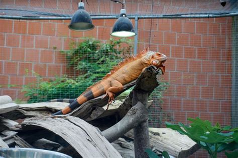 Iguana Cage: Complete Indoor & Outdoor Setup Guide + Ideas!