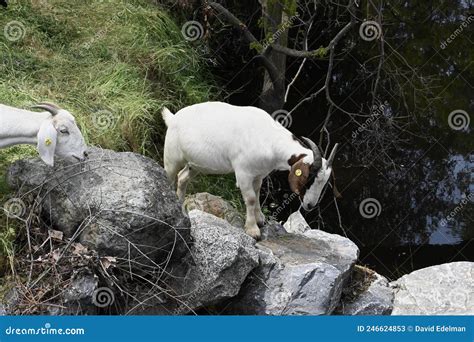 The Goats of Roseville California, 12. Stock Image - Image of oldest ...