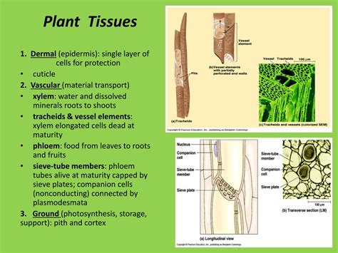 Types Of Plant Tissues And Their Functions