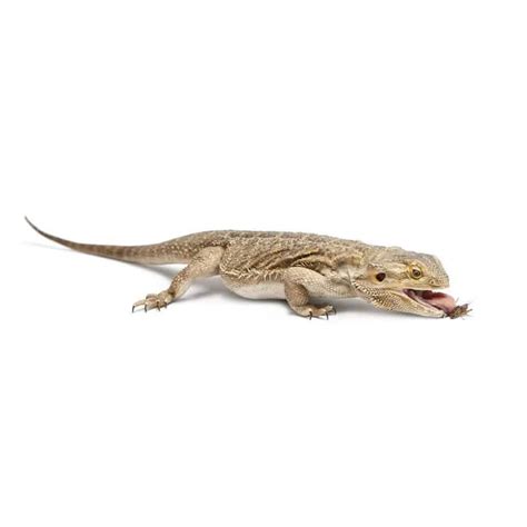 Pinhead, 1/16 Inch Feeder Crickets For Sale - Underground Reptiles