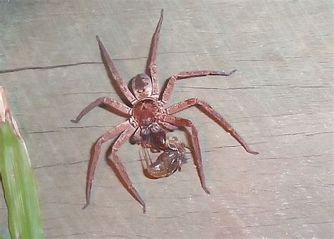 Brown Huntsman Spider - Heteropoda jugulans or H. cervina