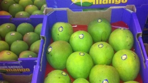 Australian mango season begins - ABC News