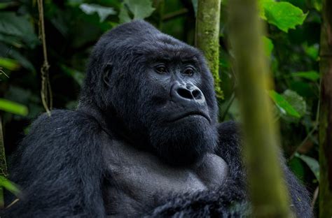 Bwindi Impenetrable National Park | Encircle East Africa