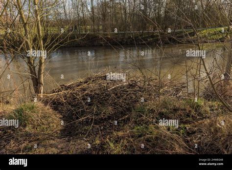 Large dam of the Eurasian beaver on the Nidda river, Frankfurt, Germany Stock Photo - Alamy