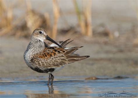 Dunlins in breeding and nonbreeding plumage - Mia McPherson's On The Wing Photography