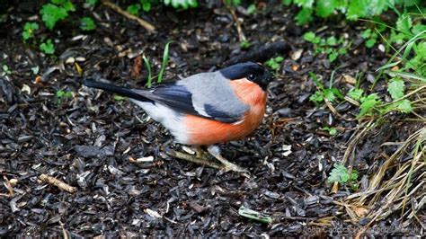 Eurasian Bullfinch adult male - John Caddick | John Caddick