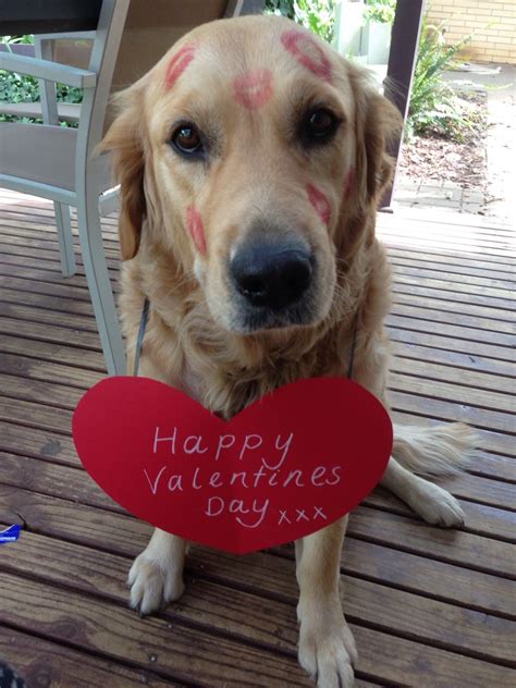 Dog Valentine's Day message Valentines Day Messages, Golden Retriever, Dogs, Animals, Animales ...