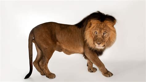 African Lion