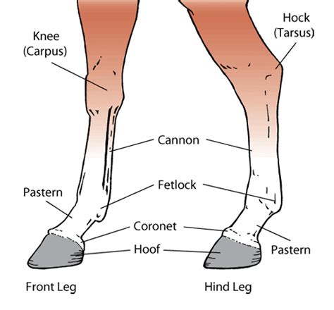 Horse Leg Markings Chart