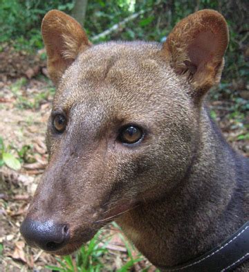 Short-eared dog? Uncovering the secrets of one of the Amazon's most mysterious mammals