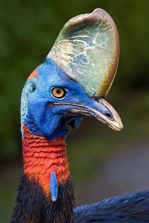 Beautiful Cassowary | Cassowary, Australian native animals, Cassowary bird