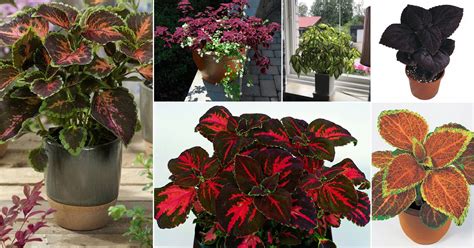 30 Best Coleus Varieties to Grow | Different Types of Coleus Plants