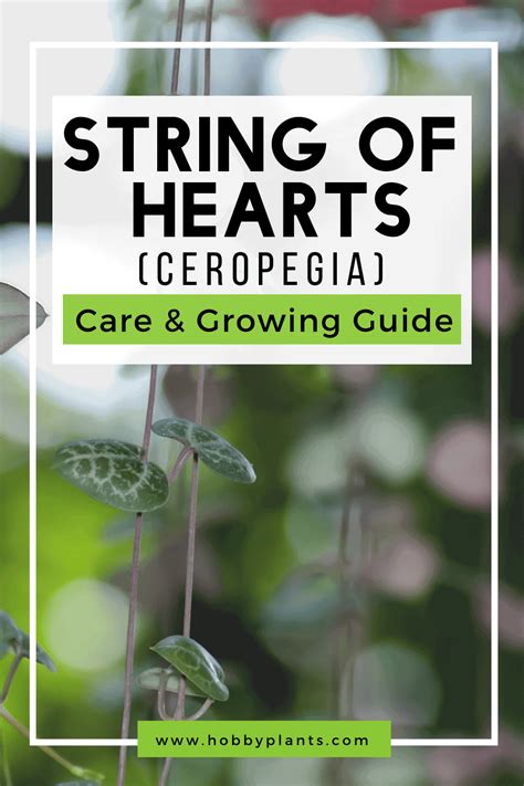 String of Hearts (Ceropegia) Care & Growing Guide