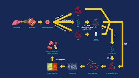 Single Cell Sequencing The Challenges And Opportuniti - vrogue.co