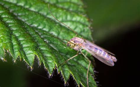 Mosquito wings stock photo. Image of bloodsucker, mosquitoe - 28335792