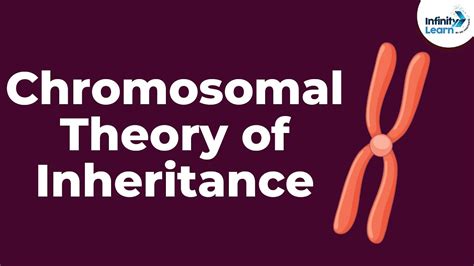 Genetics - Chromosomal Theory of Inheritance - Lesson 9 | Don't ...