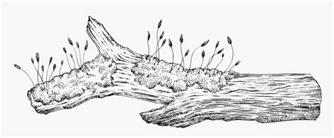 Moss On Decomposing Log Line Art