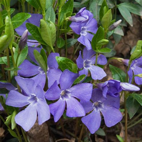 lesser periwinkle - RHS | Vinca minor, Periwinkle flowers, Vinca