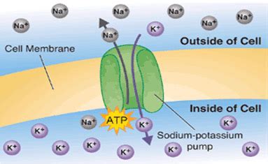 Bodybuilding And Sodium Intake: How Much Salt Is Okay?