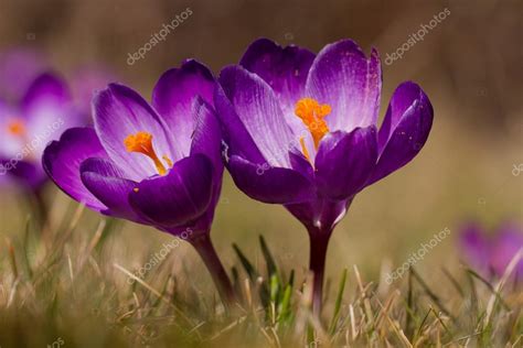 Purple Daffodils — Stock Photo © JJLB #68448889