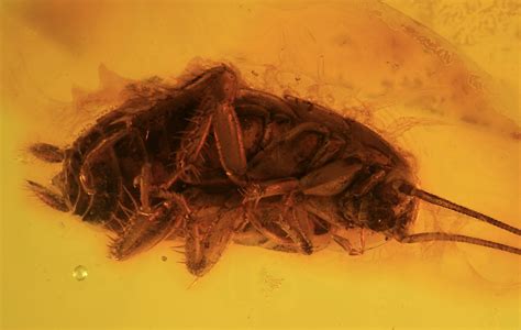 12mm Fossil Cockroach (Blattoidea) In Baltic Amber - Rare! (#123396) For Sale - FossilEra.com