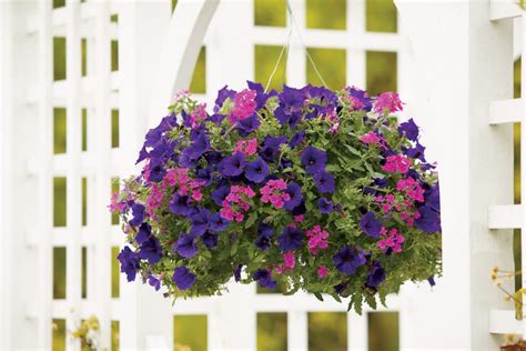 21 Annual Flowers for Year-Round Color | HGTV