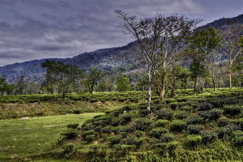 Beautiful Tea Gardens of Assam, Travel Guide