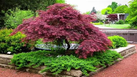 Japanese Maple Garden Design - YouTube