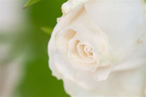 Pale Pink Rosebud Flower with Leaves Wallpaper Stock Image - Image of wallpapers, wedding: 195803003