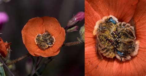 Photos of Bees Sleeping in a Flower | PetaPixel