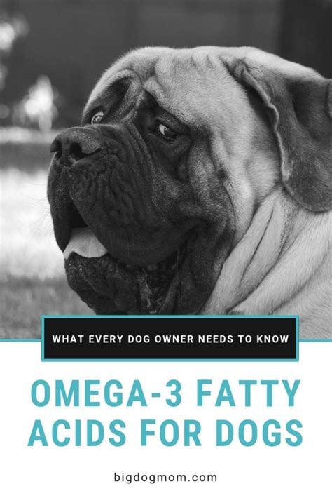 Omega-3 Fatty Acids For Dogs: What Every Dog Owner Must Know