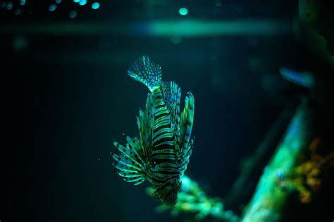 Underwater world. Lionfish fish in an aquarium 17023643 Stock Photo at Vecteezy