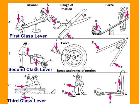 30 Awesome first class lever images | Lever image, Muscle system, Class