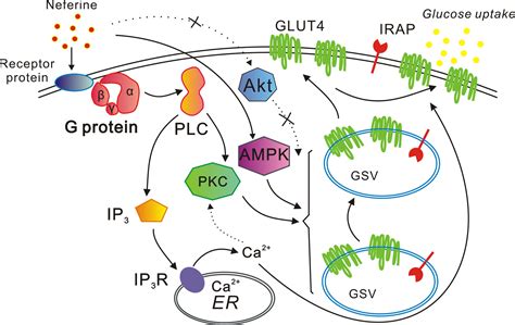 Frontiers | Neferine Promotes GLUT4 Expression and Fusion With the Plasma Membrane to Induce ...