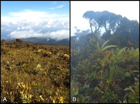 Vegetation on the summit plateau of Maringma tepui. A: Habitat of... | Download Scientific Diagram