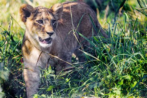 Lion cub in the grass | One of the two female cubs of the Wa… | Flickr